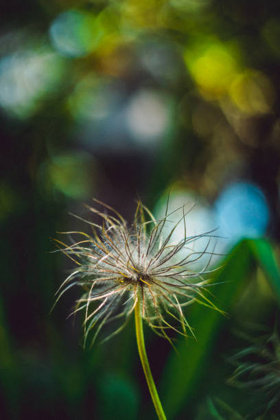 istock End of anemim flower 980355612