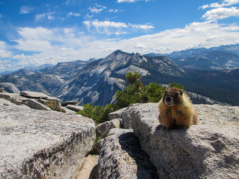 Curious groundhog in Yosemite National Park