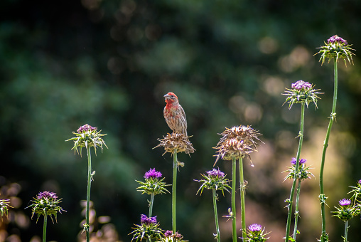 House finch bird perched on thistle wildflower in California; selective focus.
