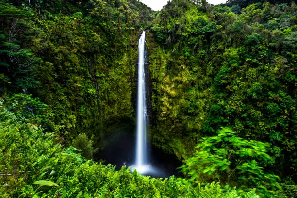 The 422 feet tall Akaka falls is a spectacular sight near Hilo on Big Island, Hawaii