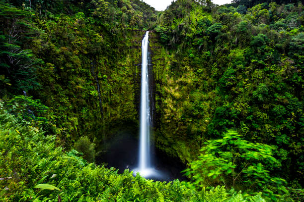 catarata akaka - parque estadual de akaka falls - fotografias e filmes do acervo