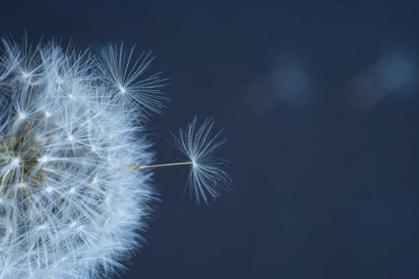 istock dandelion flower, white fluffy on a blue background, fly off the seeds 980374632