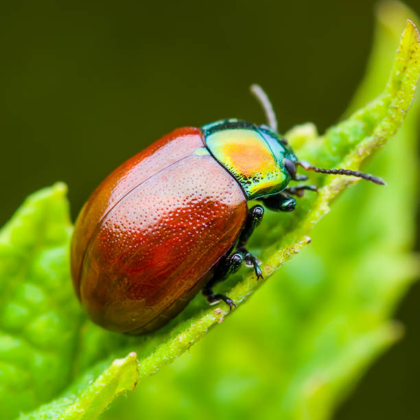 istock Chrysolina Coerulans Red Mint Leaf Beetle Insect Crawling on Green Leaf Macro 980374810