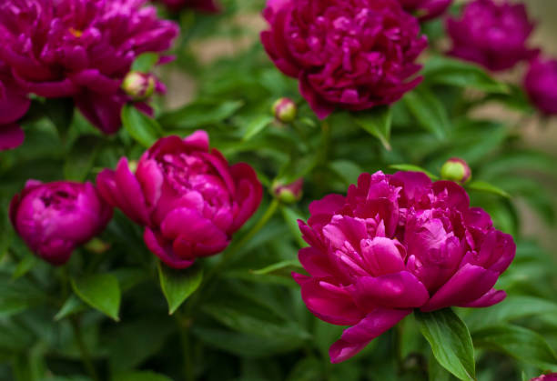 istock Red peonies in the garden. 980374914