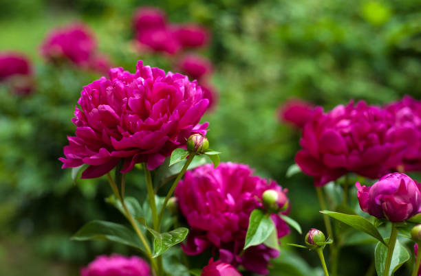 istock Red peonies in the garden. 980374956