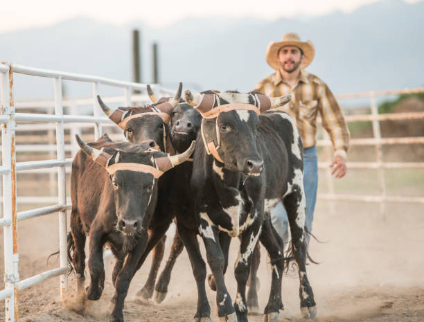 istock Cowboy herding calves in sunset 980374968