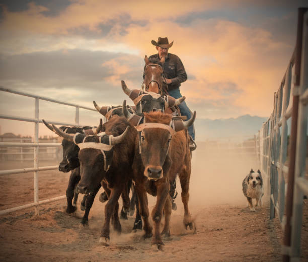 istock Cowboy on horse herding calves in sunset 980375014