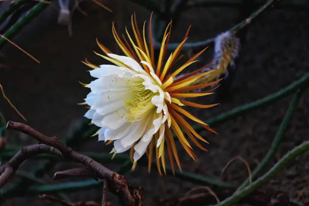 Photo of Cactus queen of the night. Night-blooming cereus Latin name Selenicereus grandiflorus