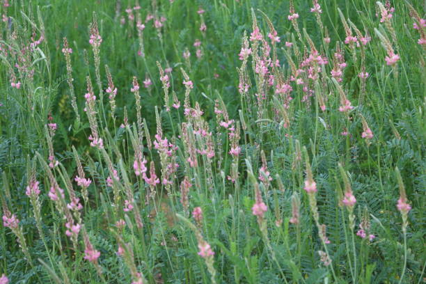 istock Meadow with pink lucerne in summer, Lake Schladitz Germany 980383854