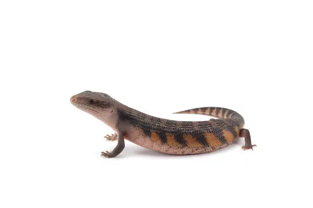 Blue tongued skink isolated om white background