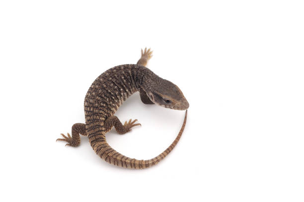 istock Savannah monitor lizard  isolated on white background 980384410