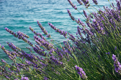 Mediterranean herb lavender by the sea coast, Lavandula angustifolia, Lavandula officinalis