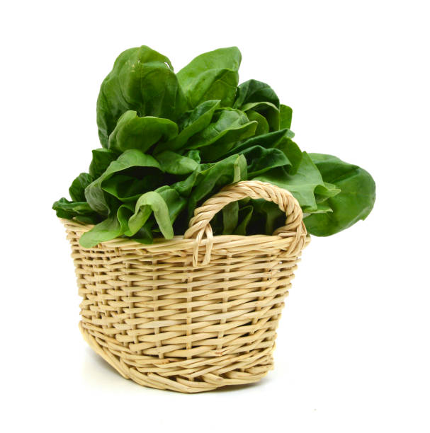 istock Fresh leaves of spinach in basket 980386794