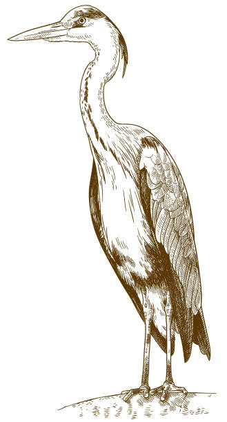 engraving illustration of great blue heron Vector antique engraving drawing illustration of great blue heron (ardea herodias) isolated on white background water bird illustrations stock illustrations