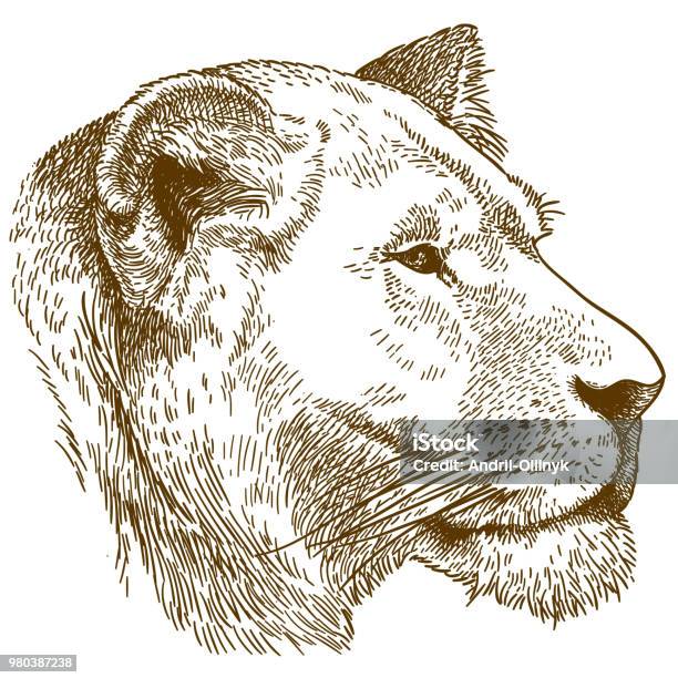 Engraving Illustration Of Lioness Head Stock Illustration - Download Image Now - Lioness - Feline, Lion - Feline, Mountain Lion