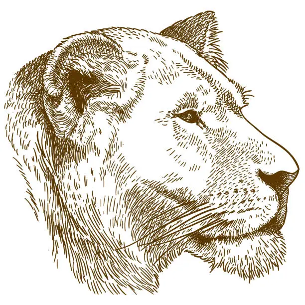 Vector illustration of engraving illustration of lioness head