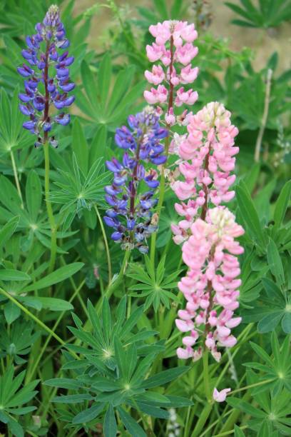istock Blue and pink Lupinus nanus in summer, Germany 980387294