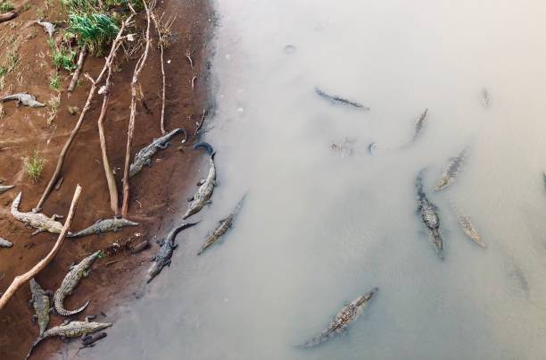 istock Crocodiles in the Wild 980389758