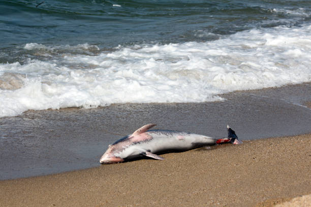 istock Killed dolphin thrown out of the sea waves. 980389976