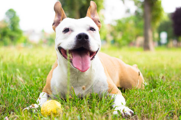 istock Dog having a big smile 980390350