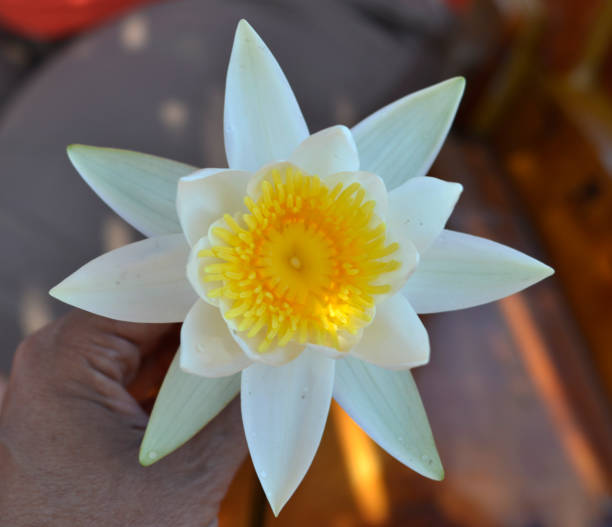 istock Water lily flower in the hand 980395502