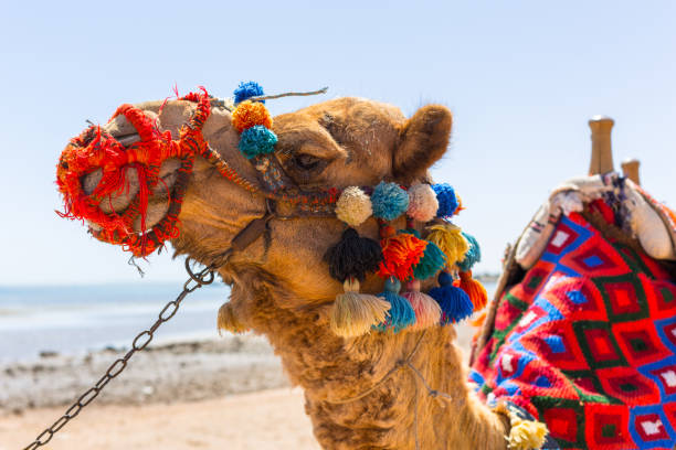 istock Camel on the beach of Hurghada, Egypt 980395856