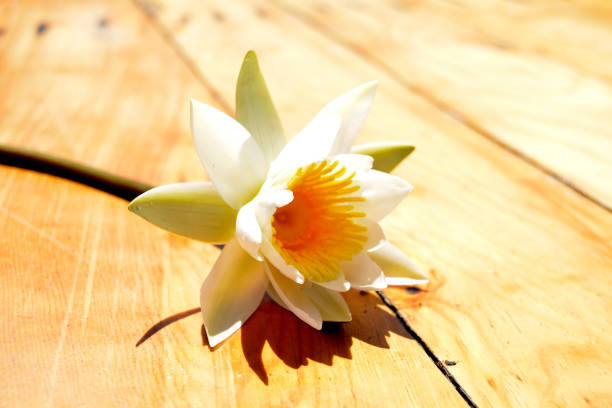 Water lily flower on the wooden platform