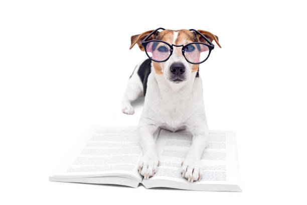 istock Smart cute dog lying with open book in eyeglasses 980400868