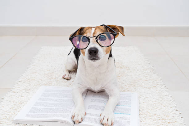 Smart cute dog lying with open book in eyeglasses Smart cute jack russell terrier dog lying with open book in eyeglasses and looking at camera. Back to school concept animal tricks stock pictures, royalty-free photos & images