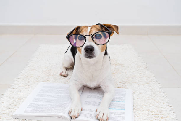 cachorro bonito inteligente deitado com o livro aberto em óculos - animal treinado - fotografias e filmes do acervo