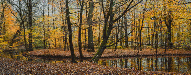 istock Beautiful forest lake in the autumn day 980405954