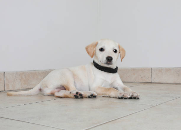 istock Australian Shepherd puppy hoping to be adopted 980416950