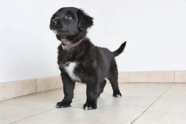 Australian Shepherd puppy in animal shelter waiting to be adopted