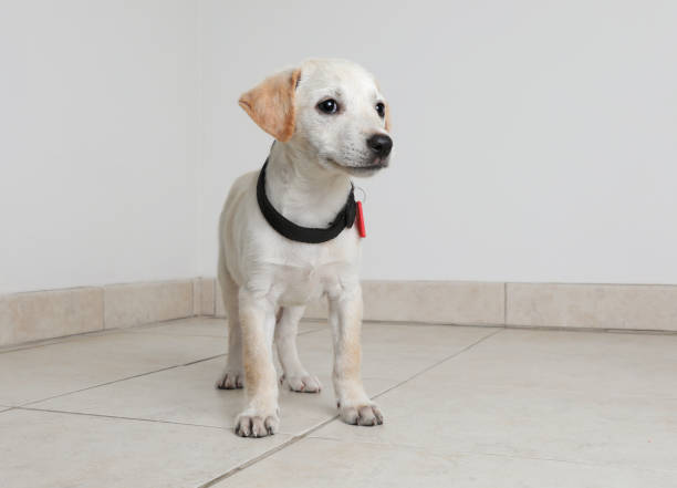 istock Australian Shepherd puppy hoping to be adopted 980417014