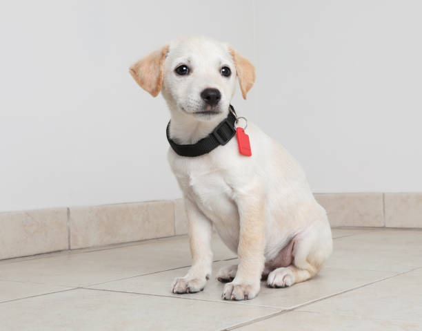 istock Australian Shepherd puppy hoping to be adopted 980417020