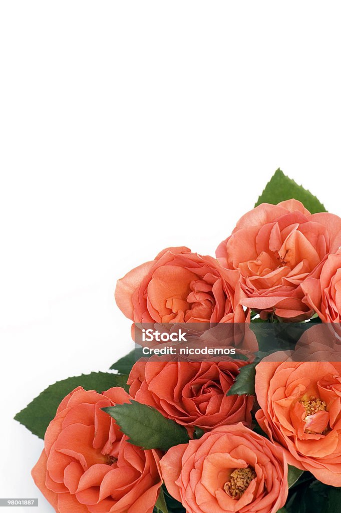 Rose Rosse - Foto stock royalty-free di Bouquet