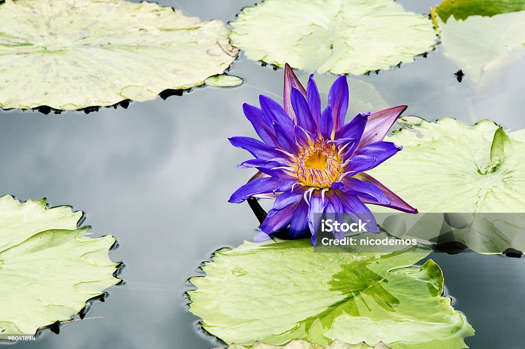 Голубая Вода Lily - Стоковые фото Без людей роялти-фри