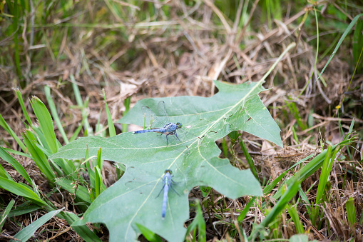Blue dasher dragonflies resting on a fallen leaf