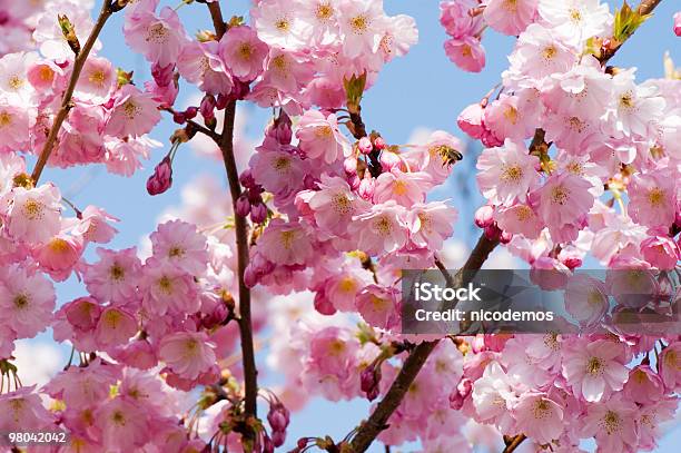 Blossom De Primavera Foto de stock y más banco de imágenes de Belleza de la naturaleza - Belleza de la naturaleza, Blanco - Color, Buqué