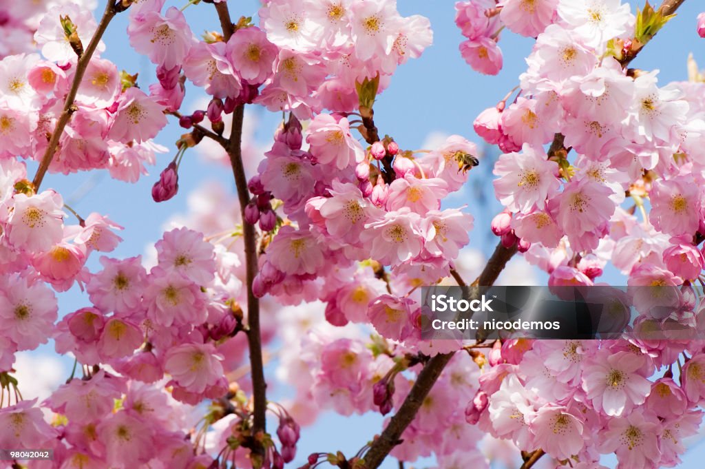 Fiore di primavera - Foto stock royalty-free di Aiuola