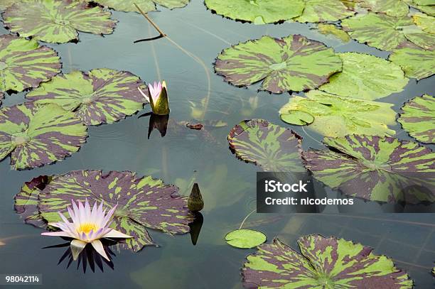 Waterlily Blanco Foto de stock y más banco de imágenes de Agua - Agua, Agua estancada, Aire libre