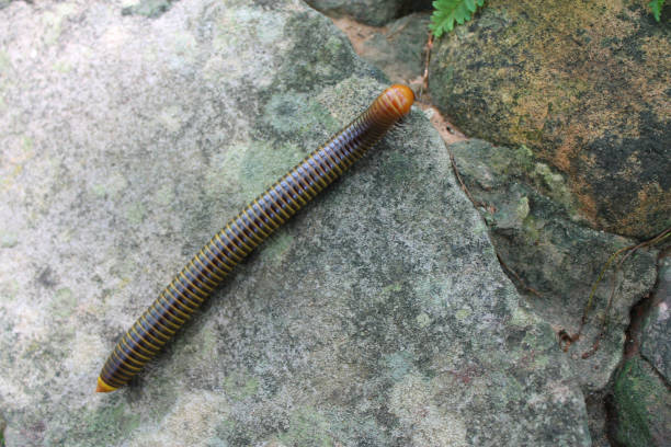 One Milipede on the floor in the forest. One Milipede on the floor in the forest. myriapoda stock pictures, royalty-free photos & images