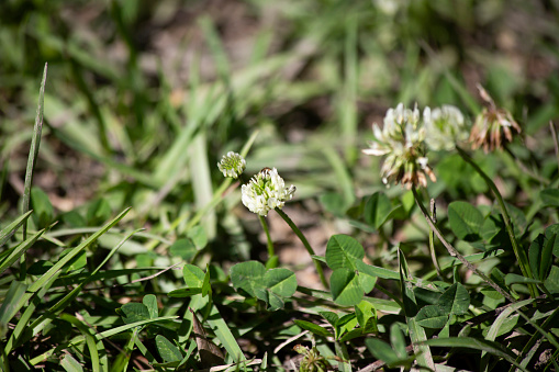 Honey bee pollinating a white clover in a field