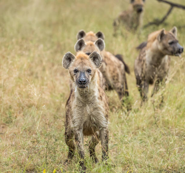 istock Hyena standoff early one morning during a game drive 980425520