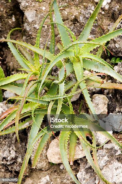 Aloe Vera - zdjęcia stockowe i więcej obrazów Aloes - Aloes, Aloes zwyczajny, Bez ludzi