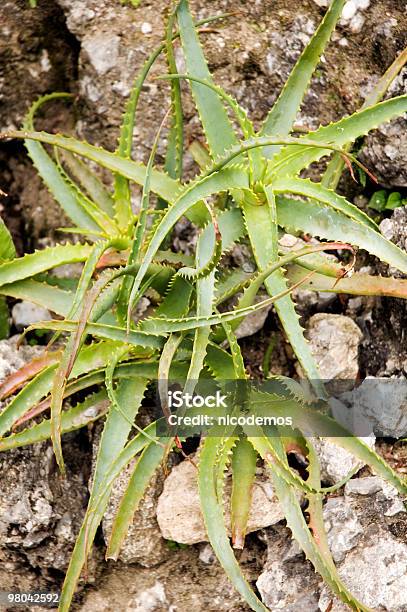 Алоэ Вера — стоковые фотографии и другие картинки Wild Aloe - Wild Aloe, Алоэ, Алоэ настоящее