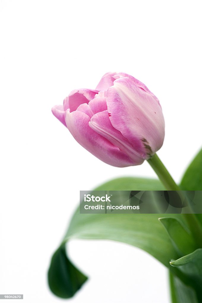 Rosa tulipano - Foto stock royalty-free di Bellezza