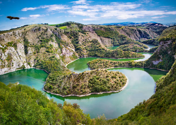 buitre leonado volando sobre los meandros del río uvac en serbia. - serbia fotografías e imágenes de stock