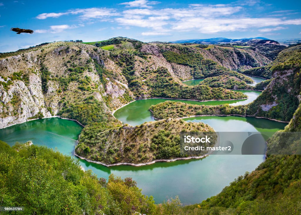Griffon vulture flying over meanders of Uvac river in Serbia. Griffon vulture flying over meanders of Uvac river in southwest Serbia. Serbia Stock Photo
