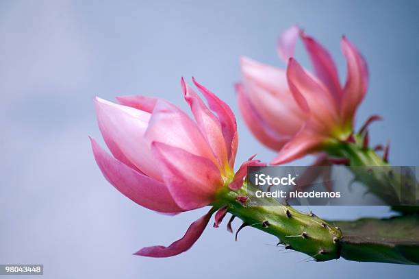 Cato - Fotografias de stock e mais imagens de Cabeça de Flor - Cabeça de Flor, Cato, Cor de rosa